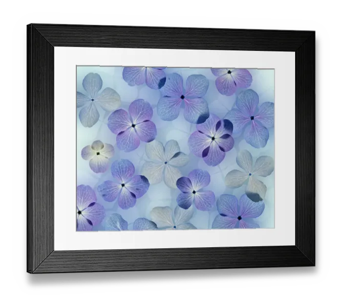 Framed Print : USA, Washington State, Seabeck. Design with hydrangea flowers. ©Don Paulson  /  Jaynes Gallery  /  DanitaDelimont.com