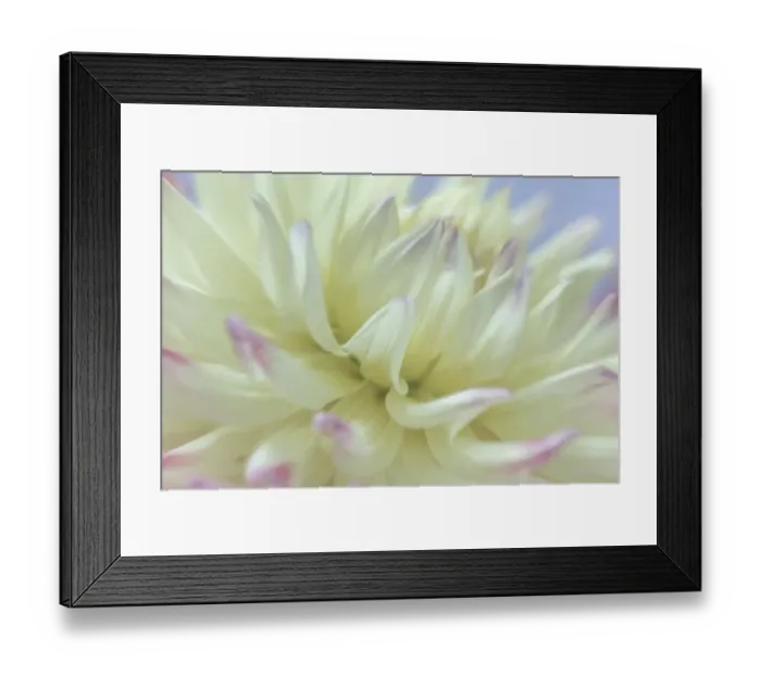 Framed Print : USA, Washington State, Seabeck. Close-up of white dahlia flower. ©Don Paulson / Jaynes Gallery / DanitaDelimont.com Framed Print : USA, Washington State, Seabeck. Close-up of white dahlia flower. ©Don Paulson / Jaynes Gallery / DanitaDelimont.com