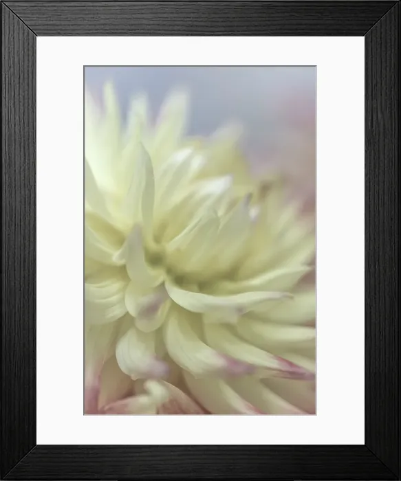 Framed Print : USA, Washington State, Seabeck. Close-up of white dahlia flower. ©Don Paulson / Jaynes Gallery / DanitaDelimont.com Framed Print : USA, Washington State, Seabeck. Close-up of white dahlia flower. ©Don Paulson / Jaynes Gallery / DanitaDelimont.com