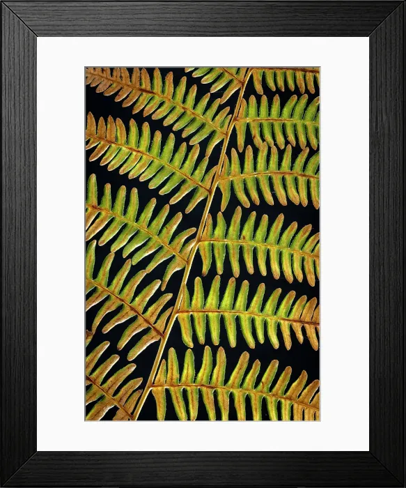 Framed Print : USA, Washington State, Seabeck. Bracken fern detail. ©Don Paulson  /  Jaynes Gallery  /  DanitaDelimont.com