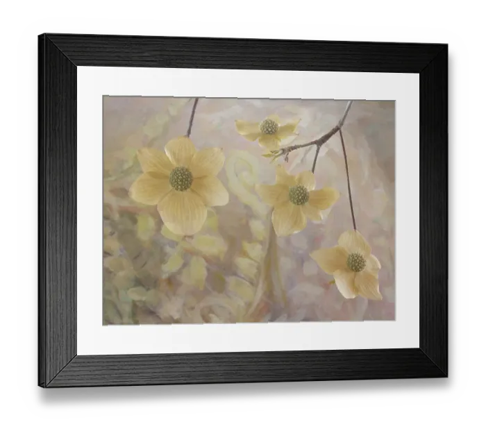 Framed Print : USA, Washington State, Seabeck. Close-up of Pacific dogwood flowers on tree. ©Don Paulson  /  Jaynes Gallery  /  DanitaDelimont.com