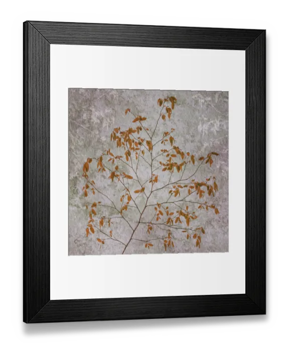 Framed Print : USA, Washington State, Seabeck. Red huckleberry branch. ©Don Paulson / Jaynes Gallery / DanitaDelimont.com Framed Print : USA, Washington State, Seabeck. Red huckleberry branch. ©Don Paulson / Jaynes Gallery / DanitaDelimont.com