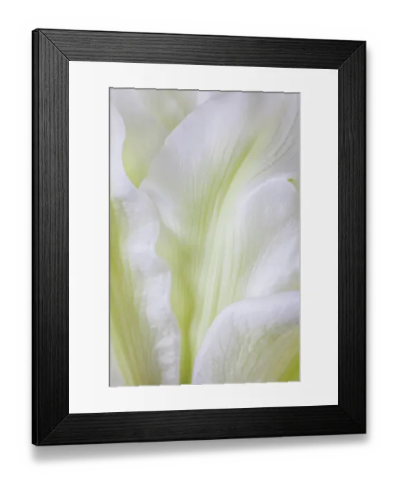 Framed Print : USA, Washington State, Seabeck. Roselily flower close-up. ©Don Paulson / Jaynes Gallery / DanitaDelimont.com Framed Print : USA, Washington State, Seabeck. Roselily flower close-up. ©Don Paulson / Jaynes Gallery / DanitaDelimont.com