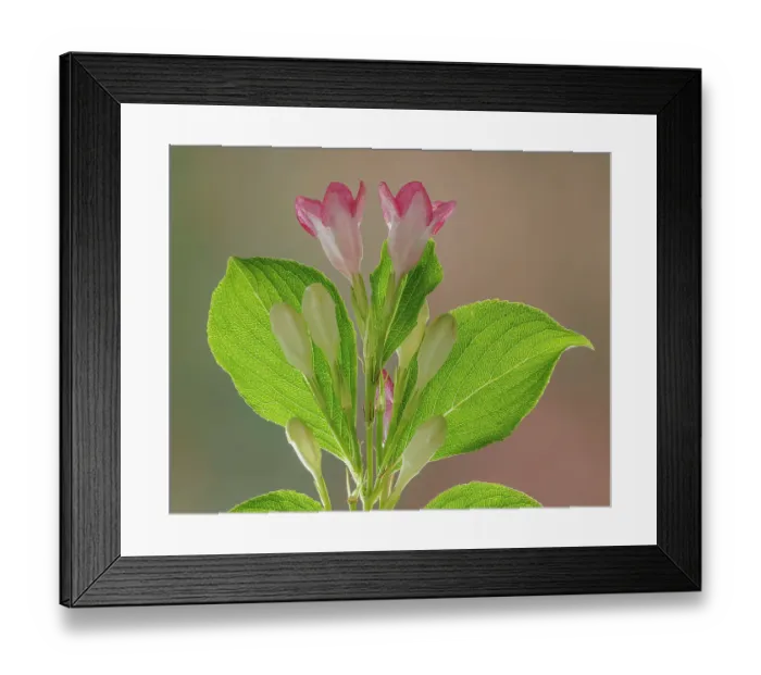 Framed Print : USA, Washington State, Seabeck. Close-up of weigela blossoms. ©Don Paulson  /  Jaynes Gallery  /  DanitaDelimont.com