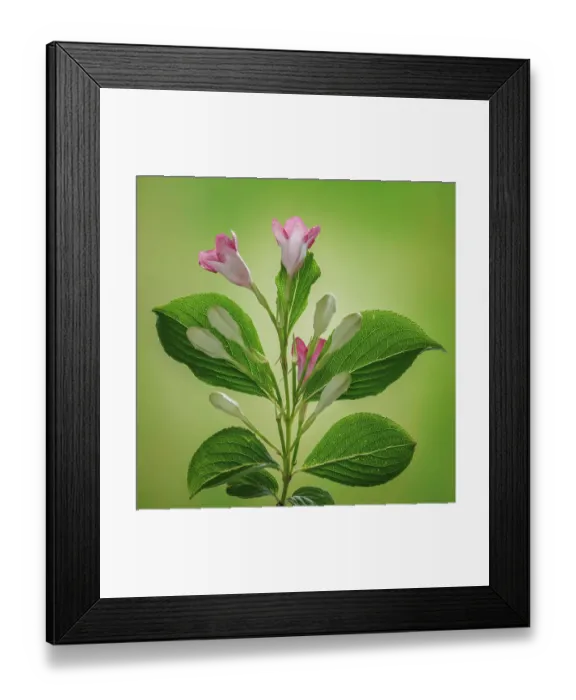 Framed Print : USA, Washington State, Seabeck. Close-up of weigela blossoms. ©Don Paulson / Jaynes Gallery / DanitaDelimont.com Framed Print : USA, Washington State, Seabeck. Close-up of weigela blossoms. ©Don Paulson / Jaynes Gallery / DanitaDelimont.com