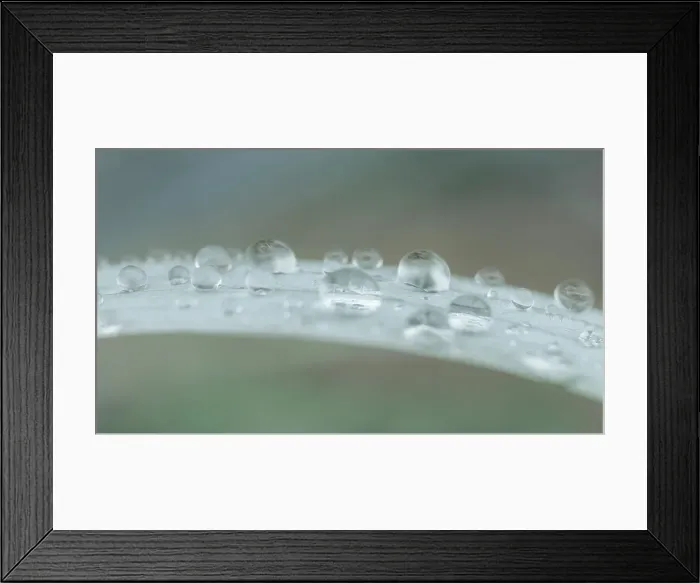 Framed Print : USA, Washington State, Seabeck. Raindrops on beach grass close-up. ©Don Paulson / Jaynes Gallery / DanitaDelimont.com Framed Print : USA, Washington State, Seabeck. Raindrops on beach grass close-up. ©Don Paulson / Jaynes Gallery / DanitaDelimont.com