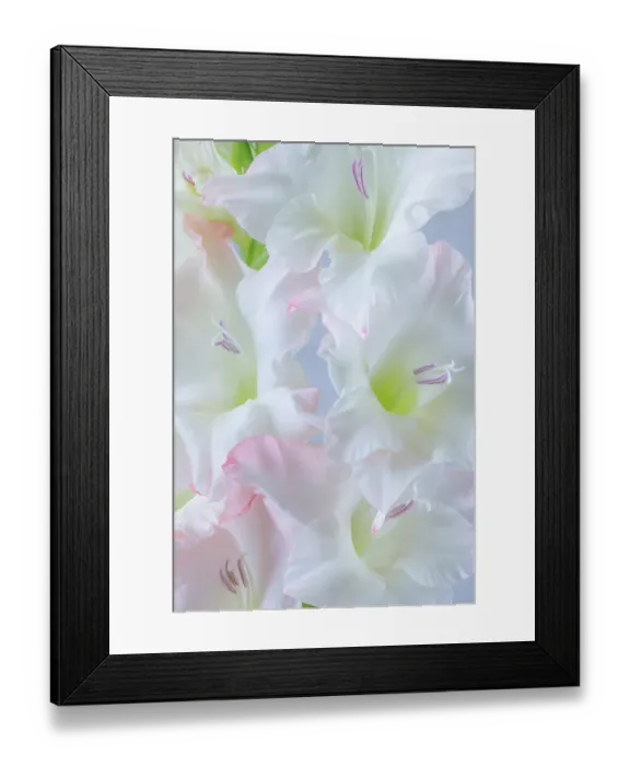 Framed Print : USA, Washington State, Seabeck. Close-up of white gladiola blossoms. ©Don Paulson  /  Jaynes Gallery  /  DanitaDelimont.com