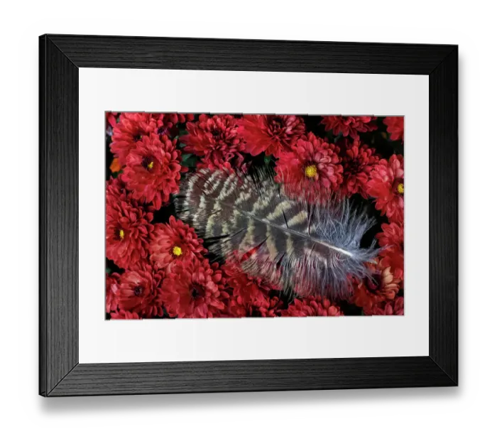 Framed Print : USA, Washington State, Seabeck. Hawk feather on chrysanthemum flowers. ©Don Paulson  /  Jaynes Gallery  /  DanitaDelimont.com