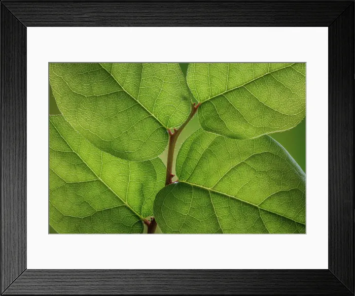 Framed Print : USA, Washington State, Seabeck. Salal leaves in spring. ©Don Paulson / Jaynes Gallery / DanitaDelimont.com Framed Print : USA, Washington State, Seabeck. Salal leaves in spring. ©Don Paulson / Jaynes Gallery / DanitaDelimont.com