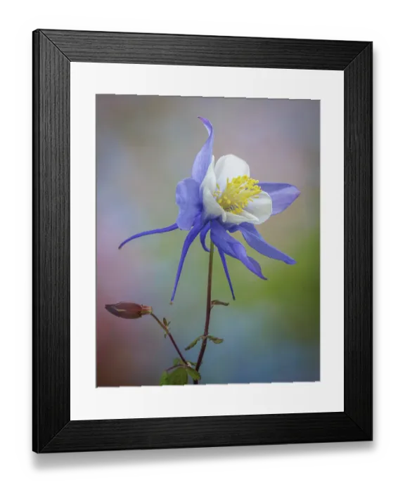 Framed Print : USA, Washington State, Seabeck. Close-up of blue columbine flower. ©Don Paulson  /  Jaynes Gallery  /  DanitaDelimont.com