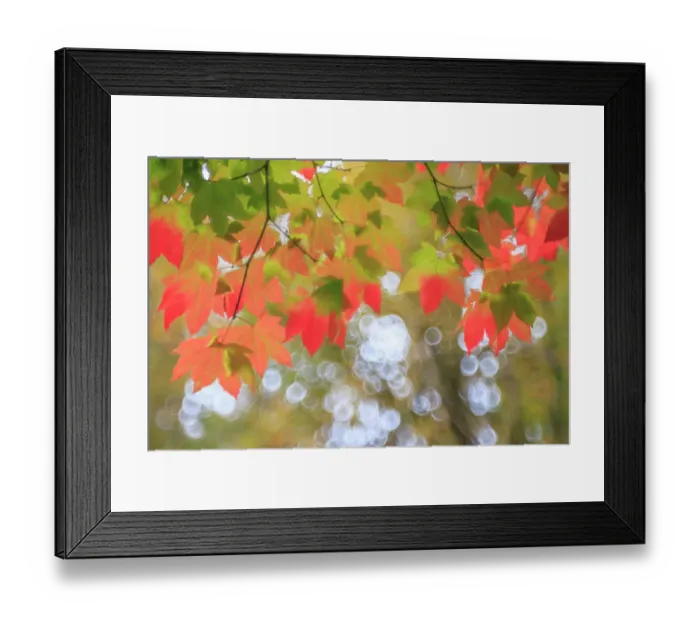 Framed Print : USA, Washington State, Seabeck. Vine maple leaves abstract in autumn. ©Don Paulson / Jaynes Gallery / DanitaDelimont.com Framed Print : USA, Washington State, Seabeck. Vine maple leaves abstract in autumn. ©Don Paulson / Jaynes Gallery / DanitaDelimont.com