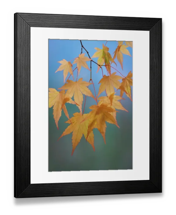 Framed Print : USA, Washington State, Seabeck. Japanese maple leaves in autumn. ©Don Paulson / Jaynes Gallery / DanitaDelimont.com Framed Print : USA, Washington State, Seabeck. Japanese maple leaves in autumn. ©Don Paulson / Jaynes Gallery / DanitaDelimont.com