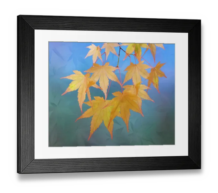 Framed Print : USA, Washington State, Seabeck. Japanese maple leaves in autumn. ©Don Paulson  /  Jaynes Gallery  /  DanitaDelimont.com
