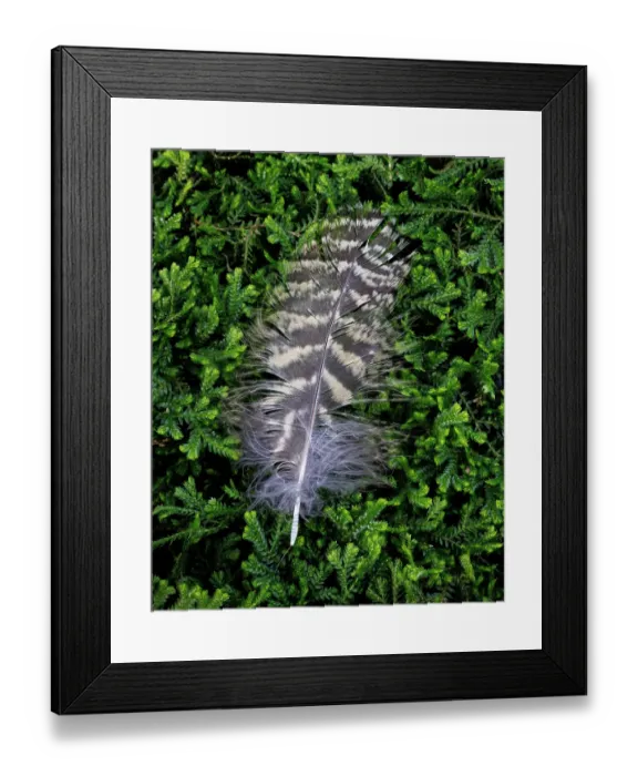 Framed Print : USA, Washington State, Seabeck. Hawk feather on moss. ©Don Paulson  /  Jaynes Gallery  /  DanitaDelimont.com
