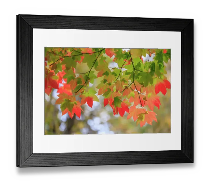 Framed Print : USA, Washington State, Seabeck. Vine maple leaves abstract in autumn. ©Don Paulson / Jaynes Gallery / DanitaDelimont.com Framed Print : USA, Washington State, Seabeck. Vine maple leaves abstract in autumn. ©Don Paulson / Jaynes Gallery / DanitaDelimont.com