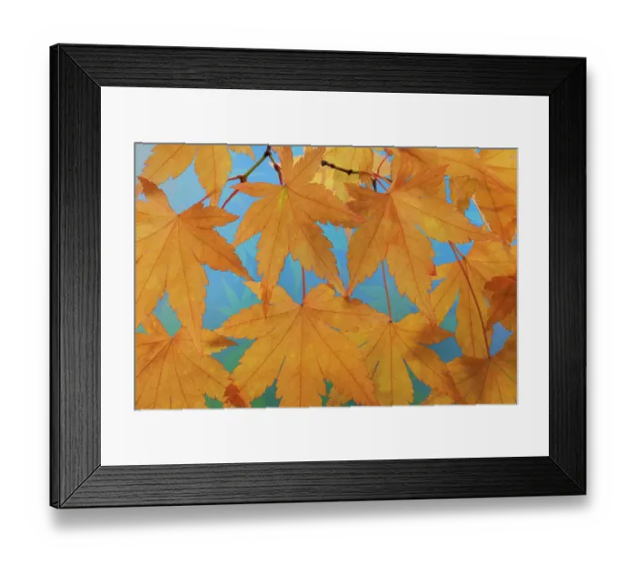 Framed Print : USA, Washington State, Seabeck. Japanese maple leaves in autumn. ©Don Paulson / Jaynes Gallery / DanitaDelimont.com Framed Print : USA, Washington State, Seabeck. Japanese maple leaves in autumn. ©Don Paulson / Jaynes Gallery / DanitaDelimont.com