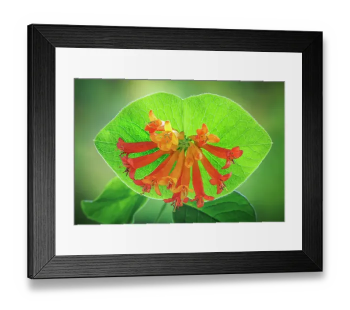 Framed Print : USA, Washington State, Seabeck. Trumpet honeysuckle flowers close-up. ©Don Paulson / Jaynes Gallery / DanitaDelimont.com Framed Print : USA, Washington State, Seabeck. Trumpet honeysuckle flowers close-up. ©Don Paulson / Jaynes Gallery / DanitaDelimont.com