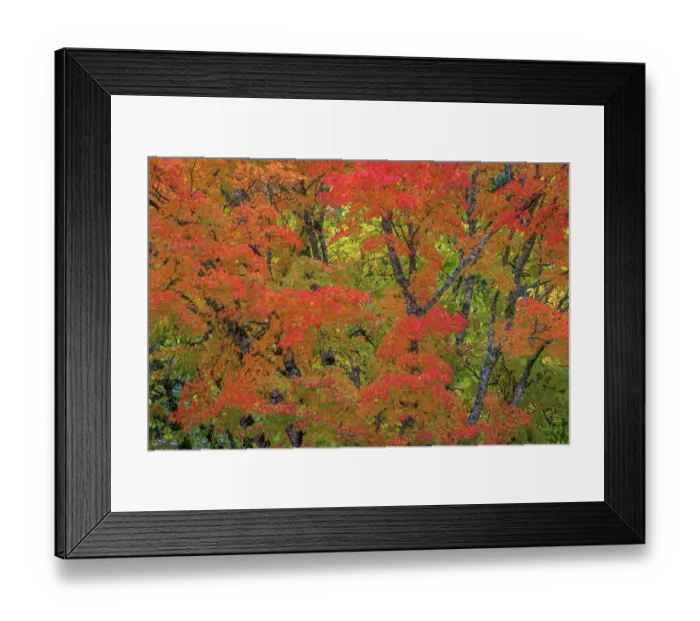Framed Print : USA, Washington State, Seabeck. Japanese maple tree in autumn. ©Don Paulson / Jaynes Gallery / DanitaDelimont.com Framed Print : USA, Washington State, Seabeck. Japanese maple tree in autumn. ©Don Paulson / Jaynes Gallery / DanitaDelimont.com