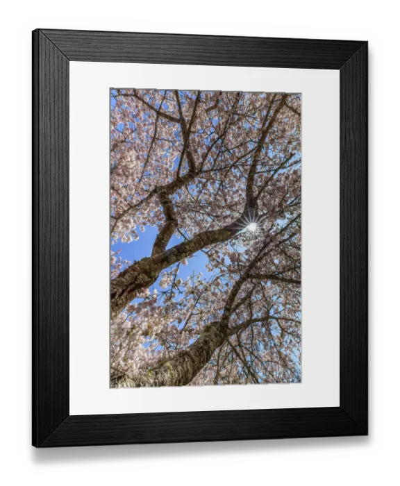 Framed Print : USA, Washington State, Seabeck. Flowering cherry blossoms and blue sky in spring. ©Don Paulson / Jaynes Gallery / DanitaDelimont.com Framed Print : USA, Washington State, Seabeck. Flowering cherry blossoms and blue sky in spring. ©Don Paulson / Jaynes Gallery / DanitaDelimont.com