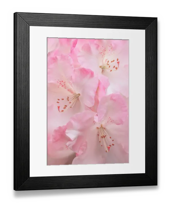 Framed Print : USA, Washington State, Seabeck. Pink rhododendron flower close-up. ©Don Paulson / Jaynes Gallery / DanitaDelimont.com Framed Print : USA, Washington State, Seabeck. Pink rhododendron flower close-up. ©Don Paulson / Jaynes Gallery / DanitaDelimont.com