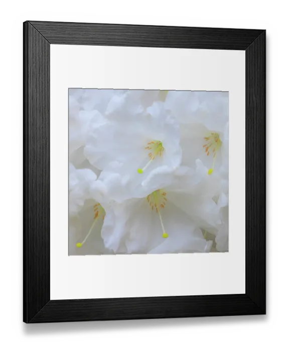 Framed Print : USA, Washington State, Seabeck. White rhododendron flower close-up. ©Don Paulson / Jaynes Gallery / DanitaDelimont.com Framed Print : USA, Washington State, Seabeck. White rhododendron flower close-up. ©Don Paulson / Jaynes Gallery / DanitaDelimont.com