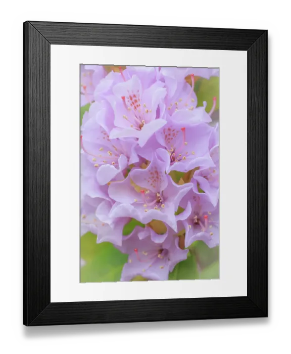 Framed Print : USA, Washington State, Seabeck. Pink rhododendron flower close-up. ©Don Paulson / Jaynes Gallery / DanitaDelimont.com Framed Print : USA, Washington State, Seabeck. Pink rhododendron flower close-up. ©Don Paulson / Jaynes Gallery / DanitaDelimont.com