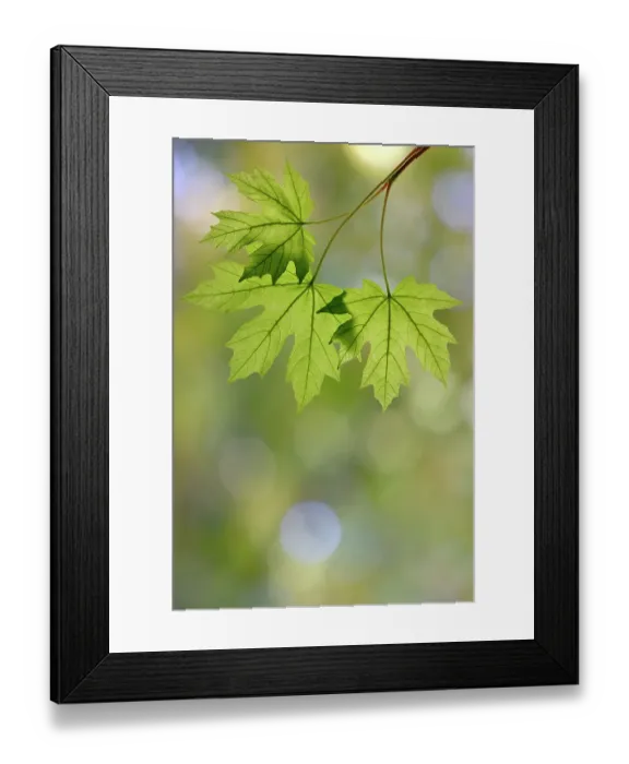 Framed Print : USA, Washington State, Seabeck. Close-up of bigleaf maple leaves in spring. ©Don Paulson  /  Jaynes Gallery  /  DanitaDelimont.com