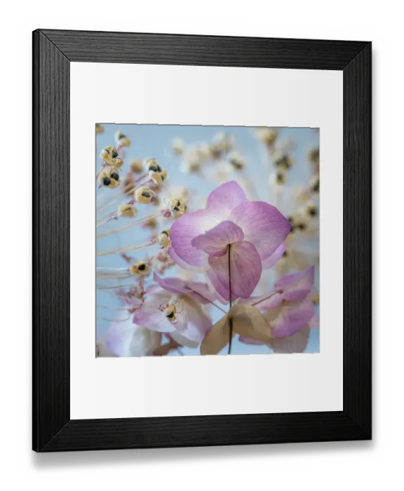 Framed Print : USA, Washington State, Seabeck. Ornamental oregano flowers and allium seed heads. ©Don Paulson / Jaynes Gallery / DanitaDelimont.com Framed Print : USA, Washington State, Seabeck. Ornamental oregano flowers and allium seed heads. ©Don Paulson / Jaynes Gallery / DanitaDelimont.com
