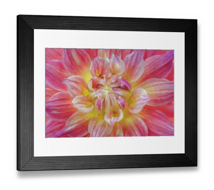 Framed Print : USA, Washington State, Seabeck. Close-up of dahlia flower. ©Don Paulson / Jaynes Gallery / DanitaDelimont.com Framed Print : USA, Washington State, Seabeck. Close-up of dahlia flower. ©Don Paulson / Jaynes Gallery / DanitaDelimont.com