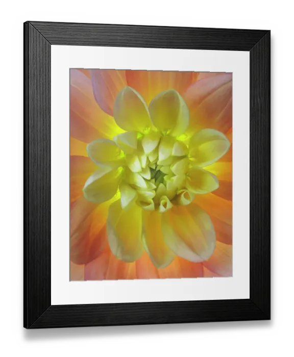 Framed Print : USA, Washington State, Seabeck. Close-up of backlit dahlia flower. ©Don Paulson / Jaynes Gallery / DanitaDelimont.com Framed Print : USA, Washington State, Seabeck. Close-up of backlit dahlia flower. ©Don Paulson / Jaynes Gallery / DanitaDelimont.com