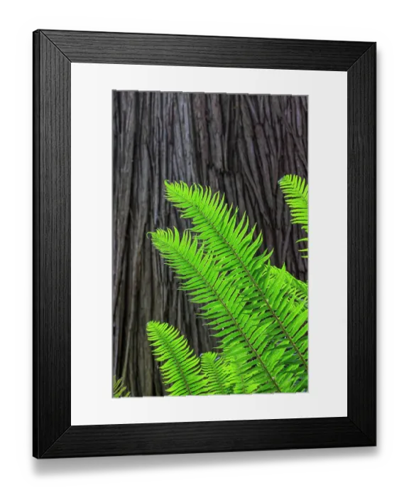 Framed Print : USA, Washington State, Seabeck. Sword ferns and cedar tree trunk. ©Don Paulson / Jaynes Gallery / DanitaDelimont.com Framed Print : USA, Washington State, Seabeck. Sword ferns and cedar tree trunk. ©Don Paulson / Jaynes Gallery / DanitaDelimont.com