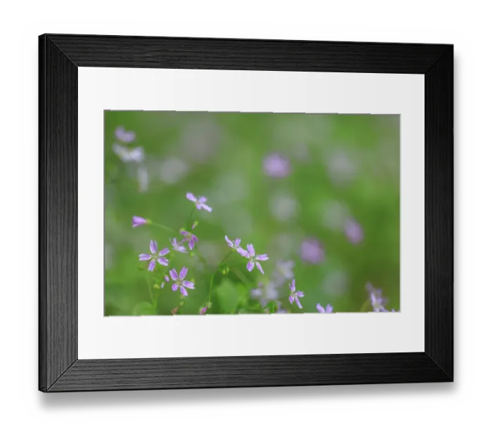 Framed Print : USA, Washington State, Seabeck. Siberian miner's lettuce flowers close-up. ©Don Paulson / Jaynes Gallery / DanitaDelimont.com Framed Print : USA, Washington State, Seabeck. Siberian miner's lettuce flowers close-up. ©Don Paulson / Jaynes Gallery / DanitaDelimont.com