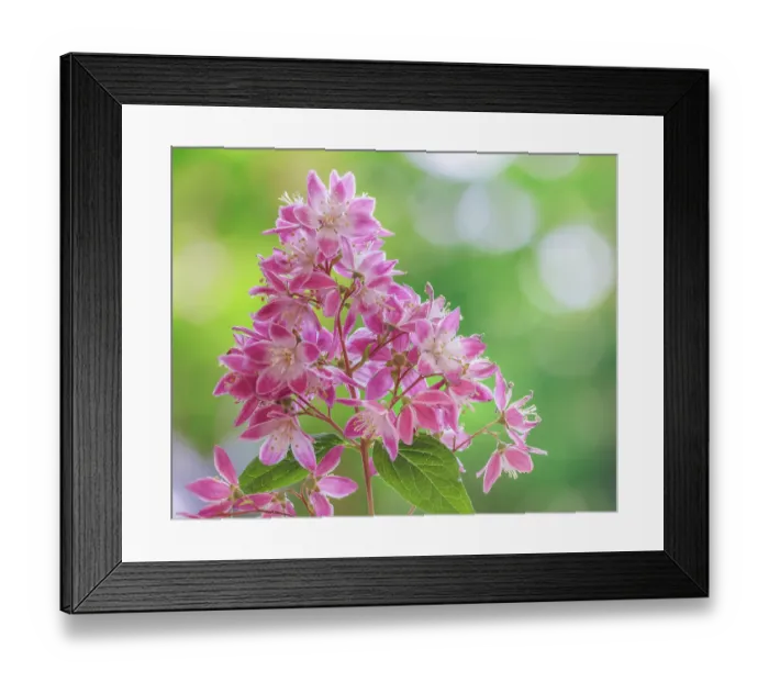 Framed Print : USA, Washington State, Seabeck. Deutzia blossoms close-up. ©Don Paulson / Jaynes Gallery / DanitaDelimont.com Framed Print : USA, Washington State, Seabeck. Deutzia blossoms close-up. ©Don Paulson / Jaynes Gallery / DanitaDelimont.com