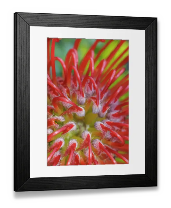 Framed Print : USA, Washington State, Seabeck. Close-up of nodding pincushion flower. ©Don Paulson / Jaynes Gallery / DanitaDelimont.com Framed Print : USA, Washington State, Seabeck. Close-up of nodding pincushion flower. ©Don Paulson / Jaynes Gallery / DanitaDelimont.com