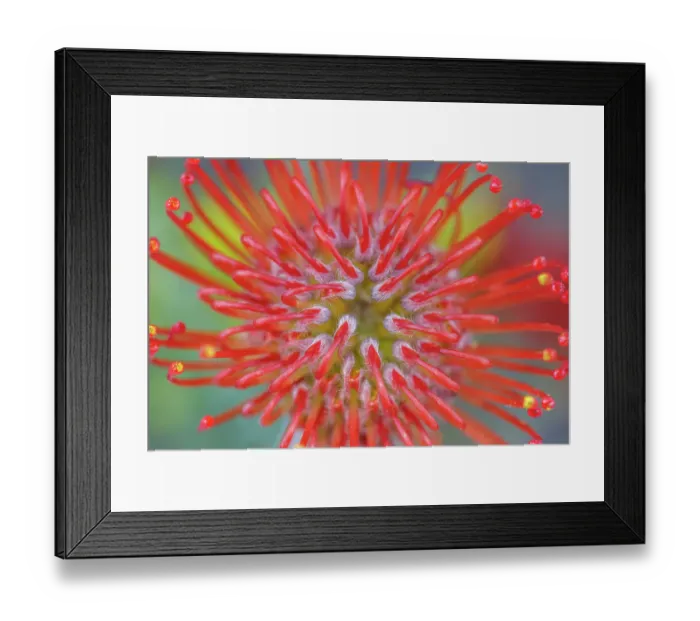 Framed Print : USA, Washington State, Seabeck. Close-up of nodding pincushion flower. ©Don Paulson / Jaynes Gallery / DanitaDelimont.com Framed Print : USA, Washington State, Seabeck. Close-up of nodding pincushion flower. ©Don Paulson / Jaynes Gallery / DanitaDelimont.com