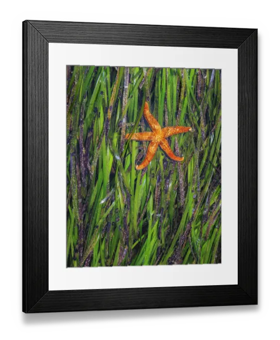 Framed Print : USA, Washington State, Seabeck. Eel grass and starfish at low tide on Hood Canal. ©Don Paulson / Jaynes Gallery / DanitaDelimont.com Framed Print : USA, Washington State, Seabeck. Eel grass and starfish at low tide on Hood Canal. ©Don Paulson / Jaynes Gallery / DanitaDelimont.com