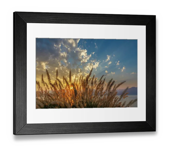 Framed Print : USA, Washington State, Seabeck. Ornamental grasses at sunset. ©Don Paulson / Jaynes Gallery / DanitaDelimont.com Framed Print : USA, Washington State, Seabeck. Ornamental grasses at sunset. ©Don Paulson / Jaynes Gallery / DanitaDelimont.com