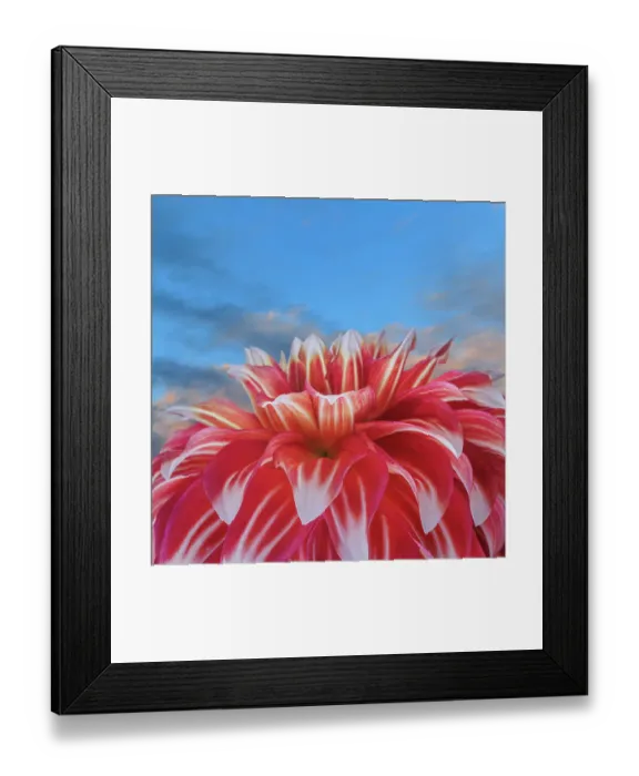 Framed Print : USA, Washington State, Seabeck. Red dahlia flower and blue sky. ©Don Paulson / Jaynes Gallery / DanitaDelimont.com Framed Print : USA, Washington State, Seabeck. Red dahlia flower and blue sky. ©Don Paulson / Jaynes Gallery / DanitaDelimont.com