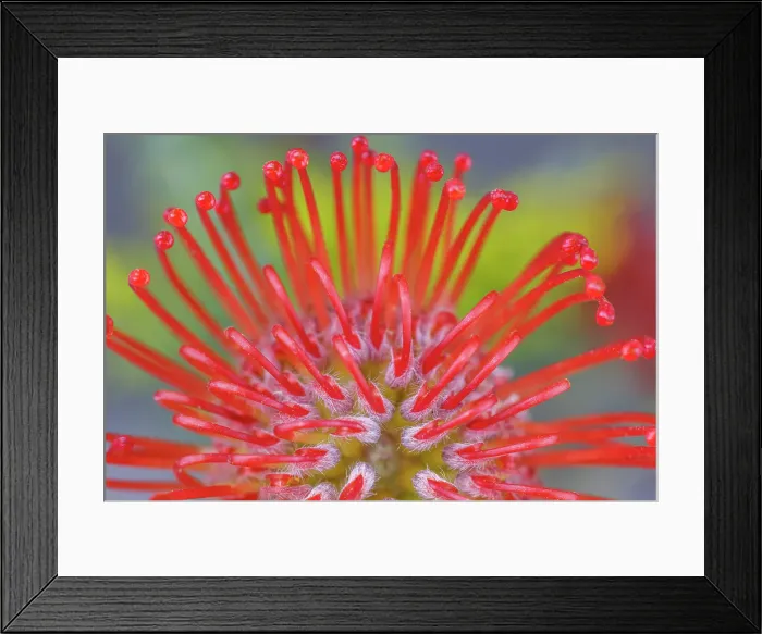 Framed Print : USA, Washington State, Seabeck. Close-up of nodding pincushion flower. ©Don Paulson / Jaynes Gallery / DanitaDelimont.com Framed Print : USA, Washington State, Seabeck. Close-up of nodding pincushion flower. ©Don Paulson / Jaynes Gallery / DanitaDelimont.com
