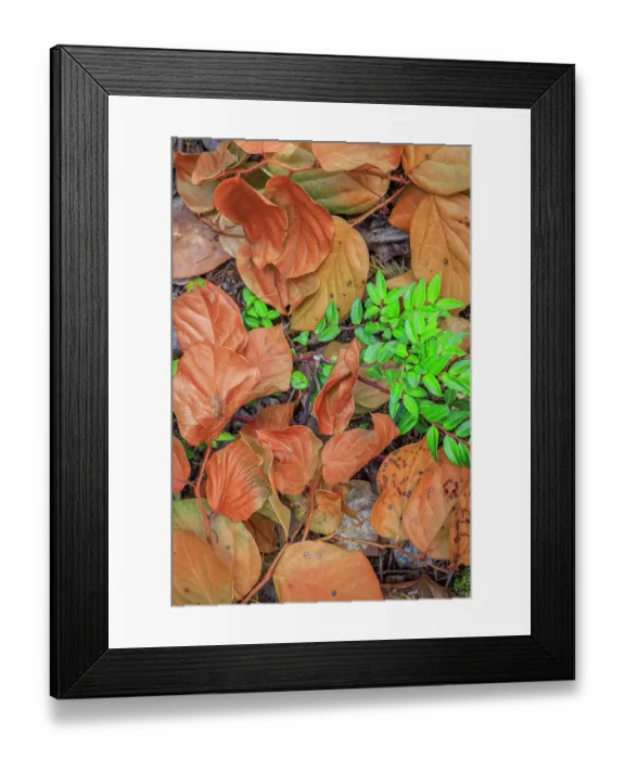 Framed Print : USA, Washington State, Seabeck. Madrone leaves surround a huckleberry bush. ©Don Paulson / Jaynes Gallery / DanitaDelimont.com Framed Print : USA, Washington State, Seabeck. Madrone leaves surround a huckleberry bush. ©Don Paulson / Jaynes Gallery / DanitaDelimont.com