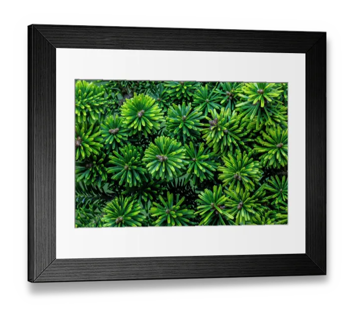 Framed Print : USA, Washington State, Seabeck. Korean fir plant close-up. ©Don Paulson / Jaynes Gallery / DanitaDelimont.com Framed Print : USA, Washington State, Seabeck. Korean fir plant close-up. ©Don Paulson / Jaynes Gallery / DanitaDelimont.com