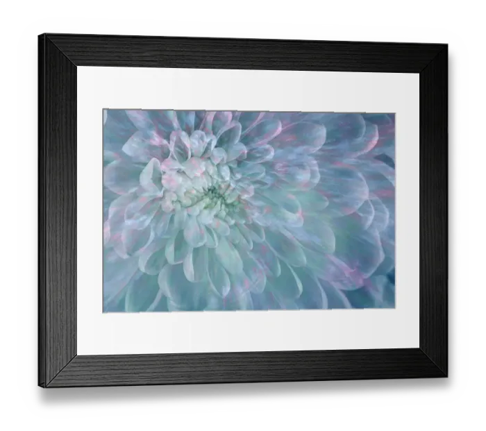 Framed Print : USA, Washington State, Seabeck. Close-up of white dahlia flower. ©Don Paulson  /  Jaynes Gallery  /  DanitaDelimont.com