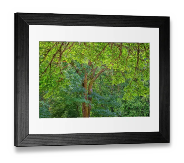 Framed Print : USA, Washington State, Scenic Beach State Park. Forest with big leaf maple trees. ©Don Paulson / Jaynes Gallery / DanitaDelimont.com Framed Print : USA, Washington State, Scenic Beach State Park. Forest with big leaf maple trees. ©Don Paulson / Jaynes Gallery / DanitaDelimont.com