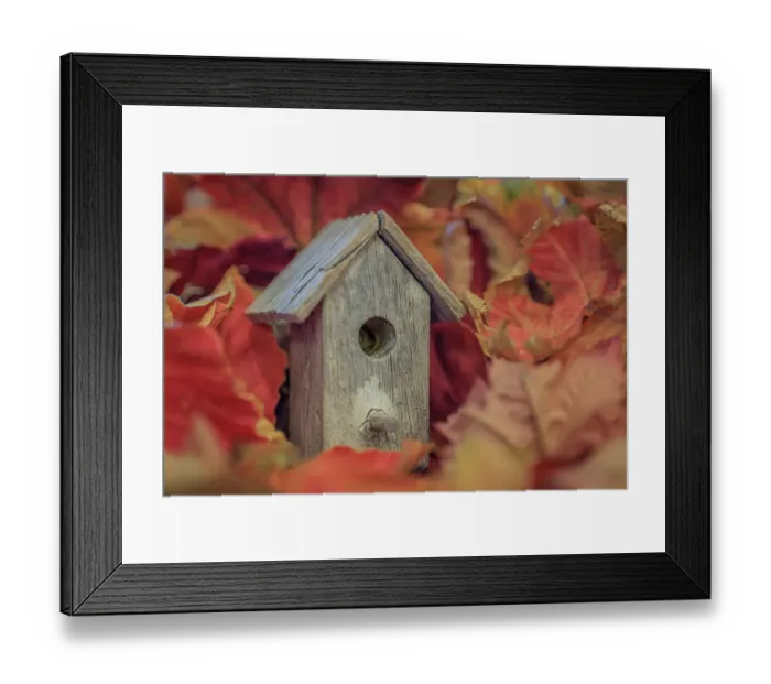 Framed Print : USA, Washington State, Seabeck. Tiny bird house among fall leaves. ©Don Paulson / Jaynes Gallery / DanitaDelimont.com Framed Print : USA, Washington State, Seabeck. Tiny bird house among fall leaves. ©Don Paulson / Jaynes Gallery / DanitaDelimont.com