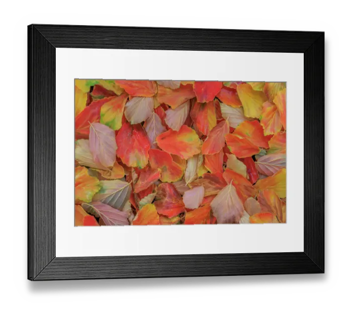 Framed Print : USA, Washington State, Seabeck. Fallen witch hazel leaves in autumn. ©Don Paulson  /  Jaynes Gallery  /  DanitaDelimont.com