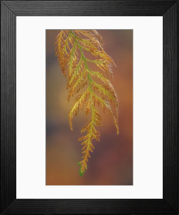 Framed Print : USA, Washington State, Seabeck. Cedar bough in early autumn. ©Don Paulson / Jaynes Gallery / DanitaDelimont.com Framed Print : USA, Washington State, Seabeck. Cedar bough in early autumn. ©Don Paulson / Jaynes Gallery / DanitaDelimont.com