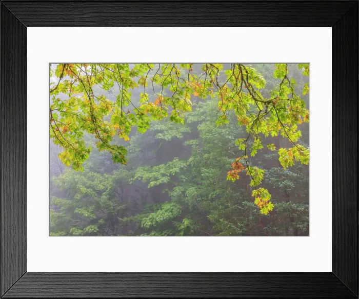 Framed Print : USA, Washington State, Seabeck. Bigleaf maple tree in autumn on foggy morning. ©Don Paulson  /  Jaynes Gallery  /  DanitaDelimont.com