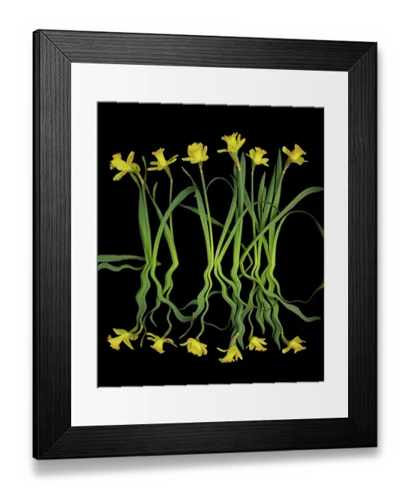Framed Print : USA, Washington State, Seabeck. Daffodils reflection on black background. ©Don Paulson / Jaynes Gallery / DanitaDelimont.com Framed Print : USA, Washington State, Seabeck. Daffodils reflection on black background. ©Don Paulson / Jaynes Gallery / DanitaDelimont.com