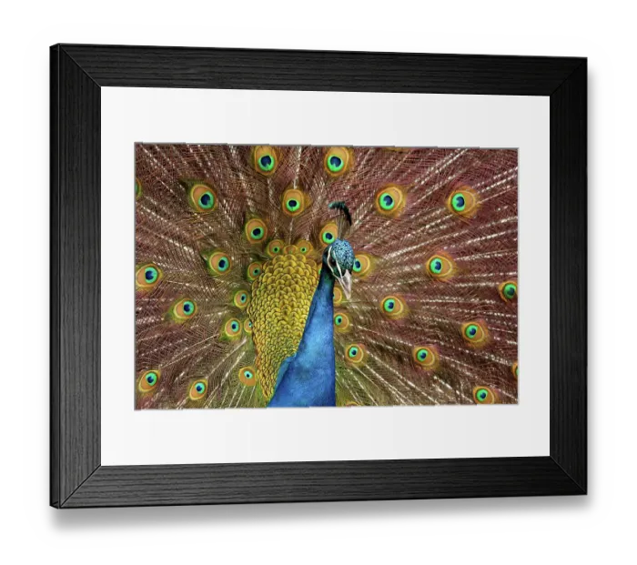 Framed Print : USA, Washington State, Tacoma. Close-up of displaying peacock at Point Defiance Zoo. ©Don Paulson  /  Jaynes Gallery  /  DanitaDelimont.com