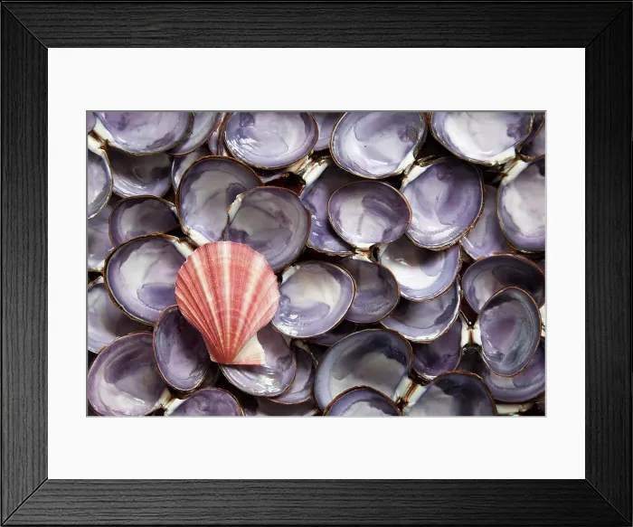 Framed Print : USA, Washington State, Seabeck. Close-up of scallop and clam shells. ©Don Paulson / Jaynes Gallery / DanitaDelimont.com Framed Print : USA, Washington State, Seabeck. Close-up of scallop and clam shells. ©Don Paulson / Jaynes Gallery / DanitaDelimont.com